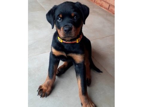 Sahibine bağlı rottweiler yavrular