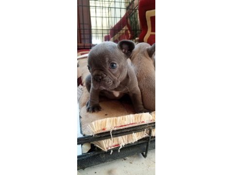 Egzotic blue french bulldog kaliteli bebekler