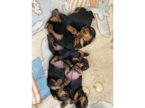 Minicik kızımın yorkshire terrier kızları
