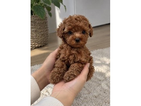 Özel seçim toy poodle yavrularımız