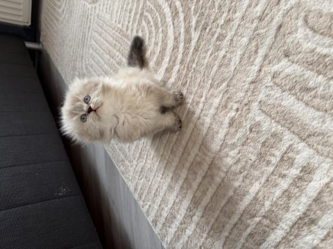 Scottish fold longhair prenses hazır