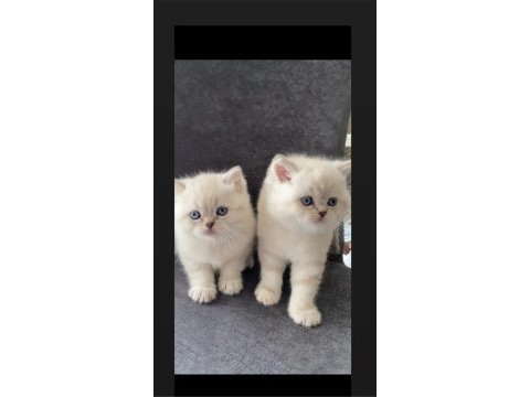 Safkan ayı surat golden point british shorthair bebekler