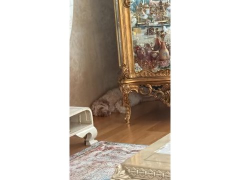 Maltipoo viski