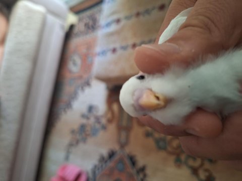 Tatlı muhabbet kuşu bebeklere yuva aranıyor