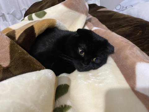 Ömürlük yuva arıyoruz scottish fold