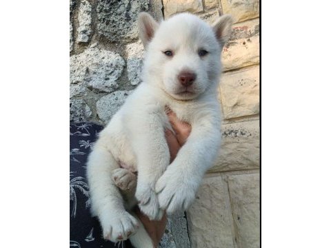 Sağlıklı sibirya kurdu (husky) kar beyaz yavrularımız
