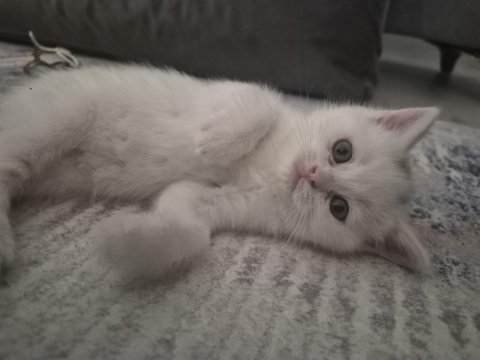 British shorthair yavrular