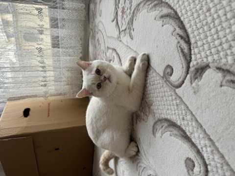 British shorthair yavruma yuva arıyoruz