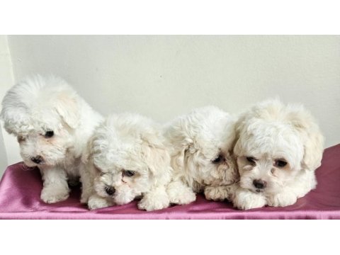 Maltese bebekler