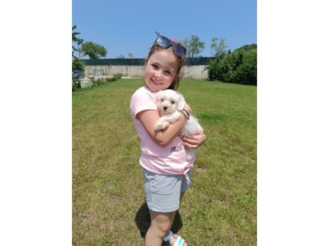 Maltese terrier bembeyaz yavrular