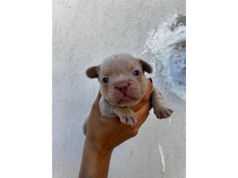 Yumuşacık tüyler yumuşacık french bulldog patiler
