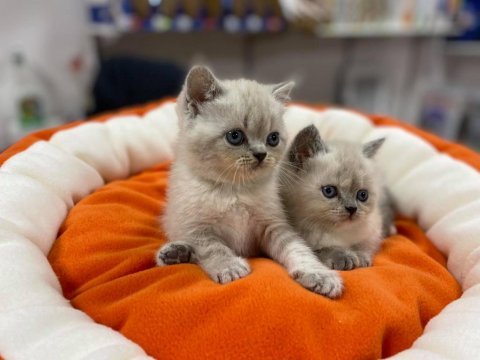 A kalite orjinal british shorthair yavrular