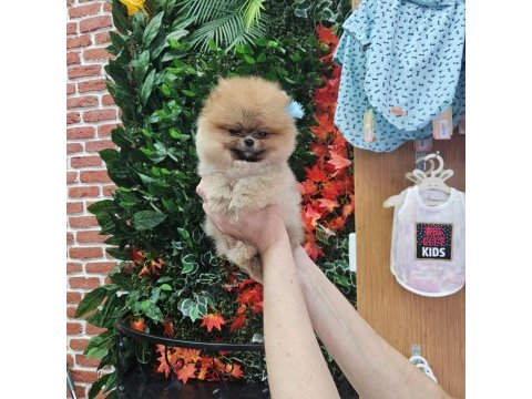 Pomeranian yavrular