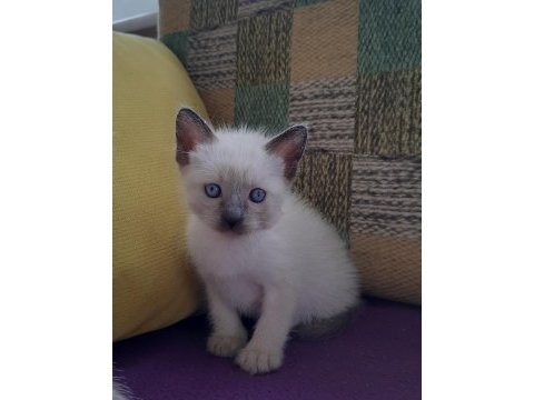 Siyam kedisi yavruları