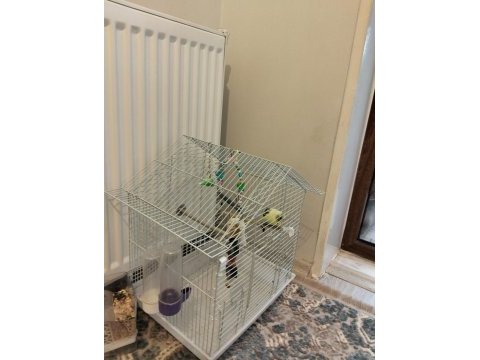 Yavru muhabbet kuşu ve kafesi