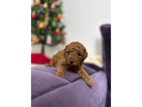 Erkek toy poodle yavrumuz yeni ailesini aramakta