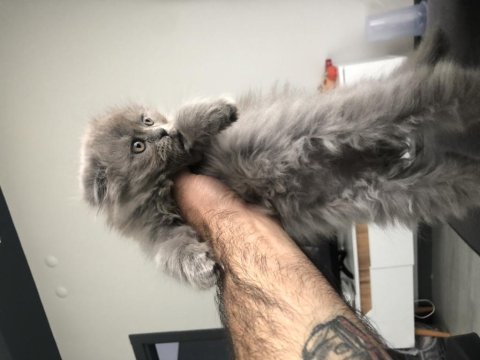 2 aylık scottish longhair