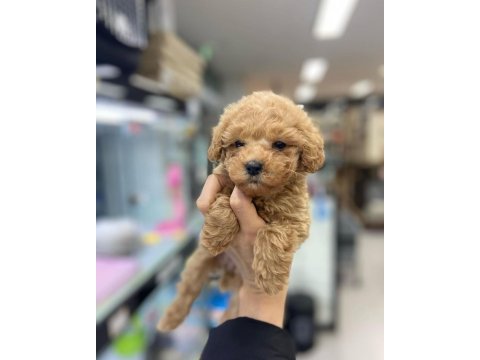 Irk garantili maltipoo yavruları