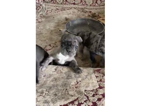 Yavru köpekler sahiplendirilecektir