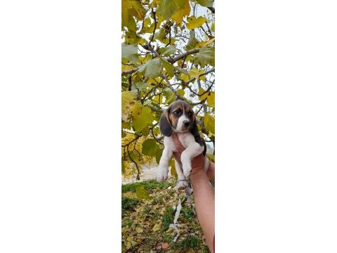 Neden mi beagle açıklamayı okuyun lütfen