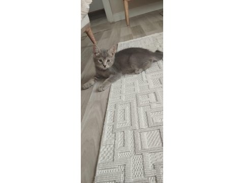 2 aylık erkek british erkek