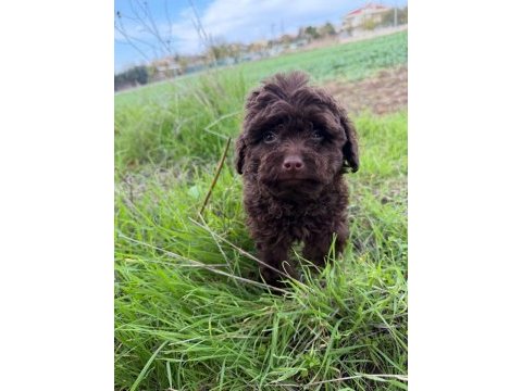 Brown korea kan erkek poodle
