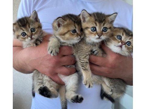 Gold black british shorthair (mavi gözlü)