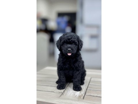 Toy poodle yavruları ankara en uygun