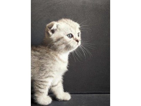 Silver tabby scottish fold