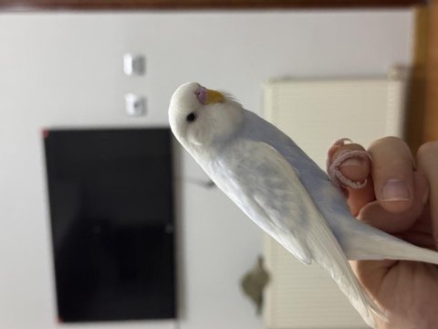 Pamuk ele alışık muhabbet kuşu