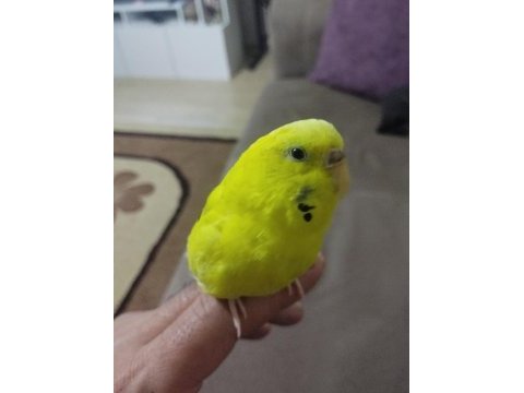 Konuşan muhabbet kuşu arayanlar