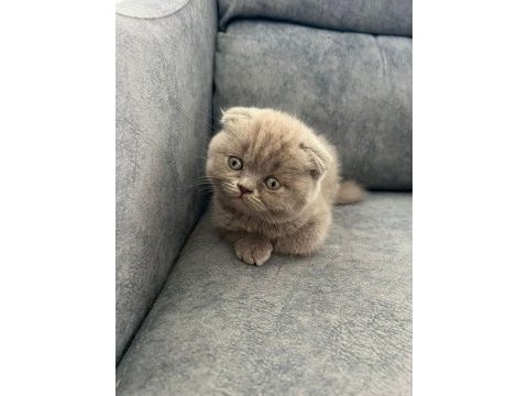Ayı suratlı scottish fold yavrularim