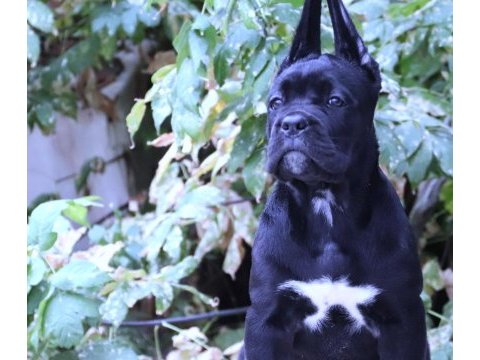 Fcı-kıf secereli safkan cane corso yavrular