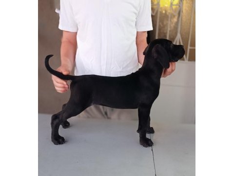 A scr fci-kif kayıtlı cane corso
