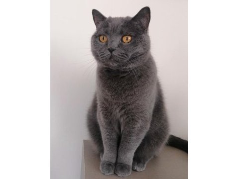 British shorthair uysal ve uyumlu (ücretsiz)
