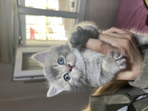 British shorthair yavrularımız ailelerini beklemektedir