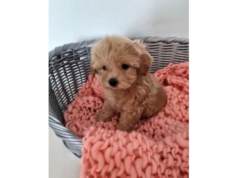 Maltipoo  yavrularımız 