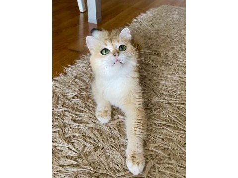 Şecereli british shorthair yetişkin dişi