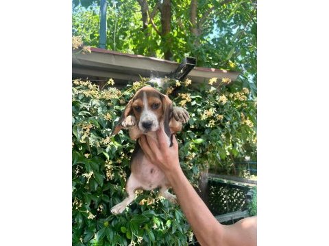 Aktif aileler için oyuncu ve sosyal beagle