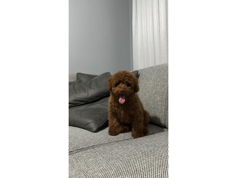 Red brown toy poodle ırk ve sağlık garantili yavrular