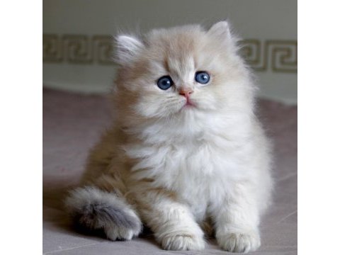 Neşe topu ay golden british longhair 