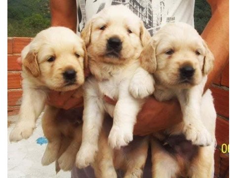 Golden retriever köpeği yavrular