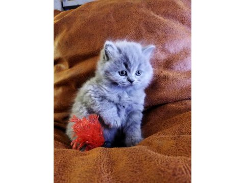 Muhteşem güzellikte british shorthair yavrularımız