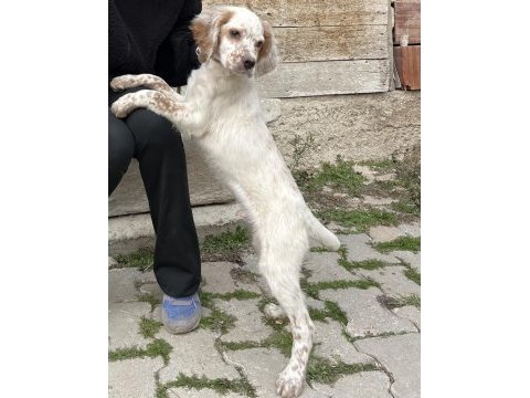 English setter (yellow belton)