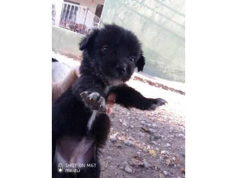 Kokoni cinsi small greek pinscher