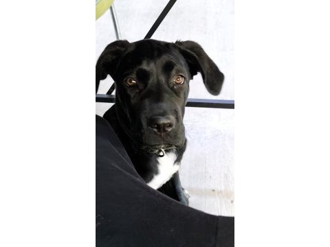 5 aylık dişi cane corso yavrusu