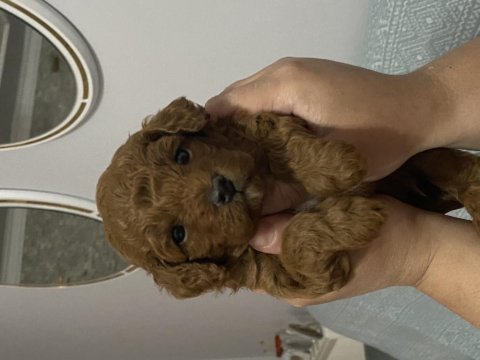 Dünyalar tatlısı toy poodle
