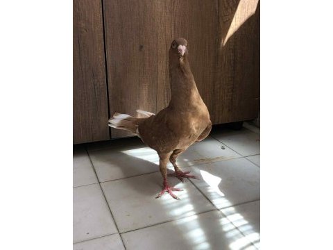 Sarı nakışlı erkek extra güvercin