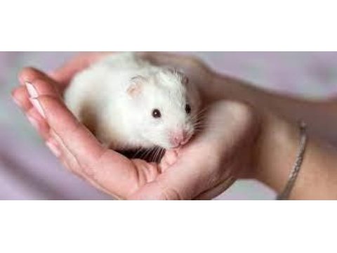 2 katlı kafesi ile birlikte gonzales ve hamster çeşitleri