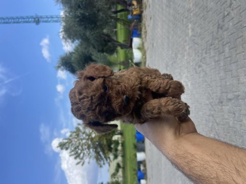 Yavru teslime hazır toy poodle